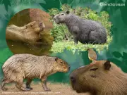 Capibaras: La moda mundial que amenaza a los roedores gigantes de Sudamérica