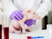 Científicos británicos logran implantar esófagos editados genéticamente en cerdos