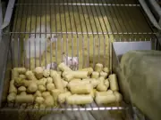 Científicos desarrollan inmunoterapia que elimina placas cerebrales del alzhéimer en ratones