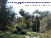 Colibríes: El Tesoro Biológico Exclusivo de América y su Asombrosa Ingeniería de Vuelo