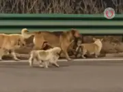 Como en una película: 7 perros robados regresan a casa guiados por un corgi en China