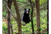 Conservacionistas fortalecen rescate del oso negro mexicano en peligro de extinción