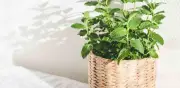 Cultiva Menta en Casa: Guía Completa Paso a Paso para Principiantes
