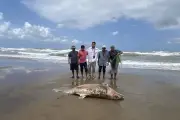 Derrame de crudo en Veracruz causa muerte de dos delfines y grave daño ecológico