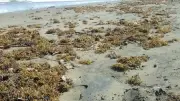 Derrame en Veracruz: Sargazo con petróleo agrava crisis ambiental y turística