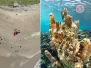 Derrame petrolero amenaza el Corredor Arrecifal del Golfo de México: 630 km de costa afectados