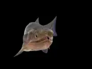 Descubren en China los fósiles de pez óseo más antiguos del mundo