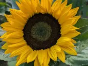 El girasol mexicano: De chimalxóchitl a motor del agroturismo sostenible