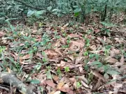 El haya mexicana: tesoro en peligro de extinción que sobrevive en Veracruz