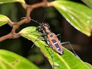 El árbol de la vida se expande: descubren cientos de nuevos clados cada año