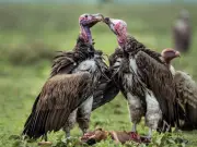 Estudio revela cómo la degradación de bosques secos altera el papel de carroñeros en Ecuador