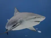 Estudio revela que los tiburones toro tienen complejas vidas sociales y 'amigos' preferidos