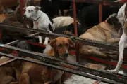 Exigen devolución de perros del Refugio Franciscano en protesta ante partido México-Portugal