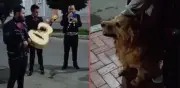 Familia despide a su perrita Cattaleya con serenata de mariachi y 'Amor Eterno'