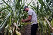 Fertilizantes en Alza: Amenaza de Encarecimiento para Productores Agrícolas