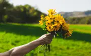 Flores amarillas el 21 de marzo: Tradición que une primavera, amor y redes sociales