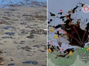 Greenpeace denuncia ocultamiento de derrame petrolero que afecta 630 km de costas mexicanas