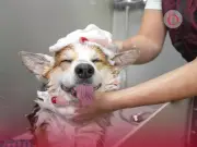 Guía Completa: Cómo Bañar a Tu Perro en 10 Pasos para Cuidar Su Piel y Salud