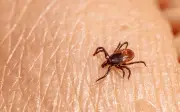 Guía esencial para sobrevivir a una picadura de garrapata y prevenir enfermedades