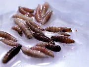 Gusano Barrenador Afecta Ganado en San Luis Potosí: 29 Casos Confirmados