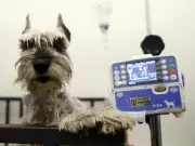 Hospital Veterinario de la UdeG en CUSur se consolida como referente tras una década