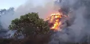 Incendio consume 25 hectáreas en zona arqueológica de Tula, Hidalgo