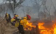 Incendio en Bosque La Primavera: Controlado tras intensa labor de brigadistas en Jalisco