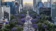 Jacarandas: El espectáculo violeta que transforma la Ciudad de México cada primavera