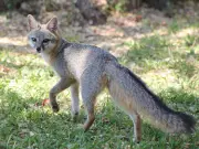 Jalisco conmemora el Día Mundial de la Vida Silvestre y llama a proteger la biodiversidad