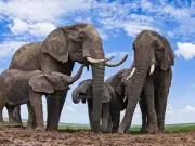 La Administración Pública como Elefante: La Crítica Relación entre Políticos y Burocracia