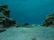 La Explosión Cámbrica: El Momento en que el Océano Despertó y la Vida se Volvió Dinámica