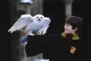 La Lechuza de Harry Potter, Especie con Protección Mundial en Peligro