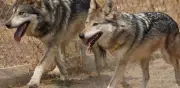 Llega pareja reproductiva de Lobo Mexicano al Zoológico San Juan de Aragón en CDMX