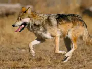 Lobo Mexicano Regresa a Vida Silvestre en Durango Tras 50 Años de Ausencia
