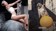 Macaco Punch se vuelve viral al imitar a Miley Cyrus con bola de demolición en zoológico japonés