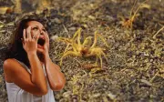 Madre de alacrán: el insecto que causa terror en México durante la temporada de calor