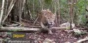Majestuoso jaguar captado en video durante puente vacacional en Parque Nacional Tulum