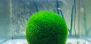 Marimo: La Esfera Japonesa que Vive Más de 100 Años con Cuidados Mínimos