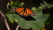 Mariposa monarca aumenta 64% en México, pero su ocupación sigue baja: Semarnat
