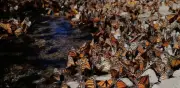 Mariposa monarca aumenta 64% su territorio de hibernación en México