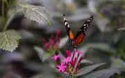 Mariposa monarca ocupa 64% más bosque en México, pero persisten amenazas