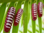 Mariposas Eumaeus: La Evolución Improvisa, No el Diseño Perfecto