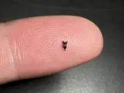 Minúsculos fósiles de Colorado revelan nuevos datos sobre el primer ancestro de primates