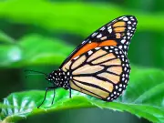 México implementa sistema de rastreo para estudiar migración de mariposa monarca