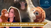NeuroTips: Cómo hablar de violencia con tus hijos y la lección del mono Punch