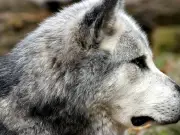 Nuevos estudios genéticos revelan que los perros llegaron a Europa hace 16 mil años