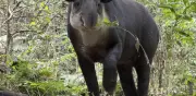 Panchito el tapir mejora en ZooMAT tras captura en Veracruz, pero sigue delicado