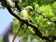Pericos argentinos invaden Guadalajara: Riesgos ecológicos y sanitarios
