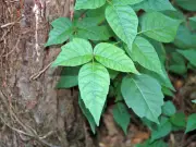Plantas Venenosas: La Hiedra Venenosa y las Temibles 'Hinchahuevos'