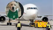 Presentan a 'Goliat', el labrador de apoyo emocional del AIFA para el Mundial 2026